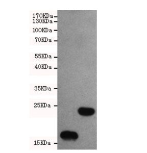 Thioredoxin Antibody / TRX