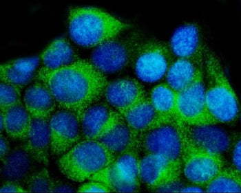 Immunofluorescent staining of FFPE human MCF7 cells with 14-3-3 epsilon antibody (green) and DAPI nu