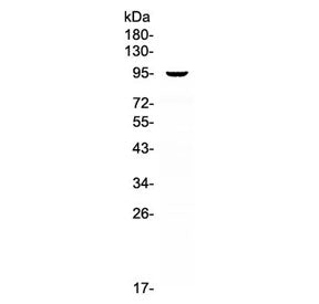 VCAM-1 Antibody