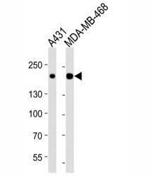 EGF Receptor / EGFR Antibody, 0.4ml