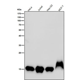 Western blot testing of human samples using the Histone H3 (mono methyl K79) antibody at 1:1000 dilu
