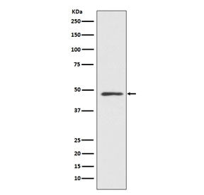 Western blot testing of human HeLa cell lysate with MEK7 antibody. Predicted molecular weight ~47 kD