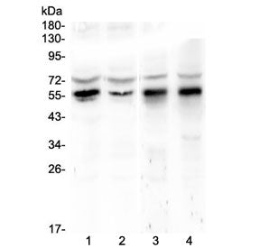 Western blot testing of human 1) HeLa, 2) COLO-320, 3) rat stomach and 4) rat testis lysate with KLF