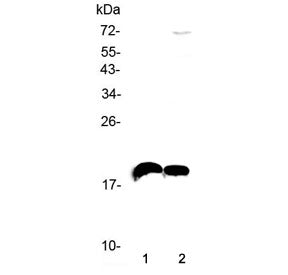 Il-22 Antibody