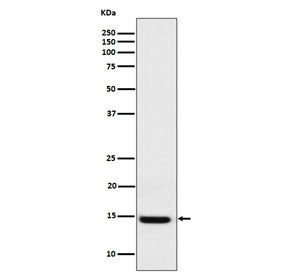 LGALS1 Antibody / Galectin 1
