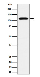 Western blot analysis of SEC24D expression in human HeLa cell lysate using SEC24D antibody. Predicte