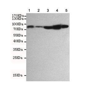 Western blot testing of 1) monkey COS7, 2) mouse NIH3T3, 3) human Jurkat, 4) human HeLa and 5) human