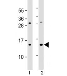 EIF1A Antibody