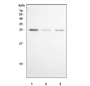 Western blot testing of human 1) HeLa, 2) A549 and 3) HepG2 cell lysate with NQO2 antibody. Predicte