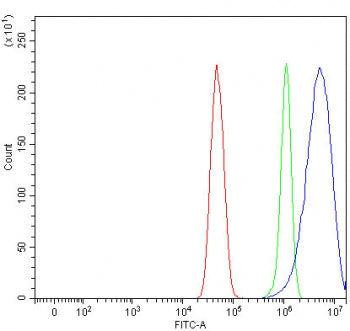 NSUN3 Antibody / NOL1/NOP2/Sun domain family member 3