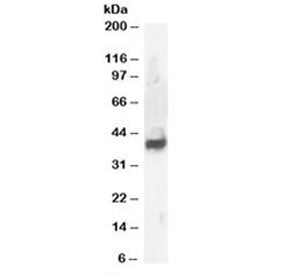 Western blot testing of human brain lysate with Septin 3 antibody at 1ug/ml. Predicted/observed mole