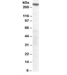 Western blot testing of mouse brain lysate with SORLA antibody at 0.3ug/ml. Predicted/observed molec