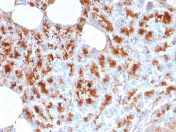 IHC testing of FFPE human pancreas stained with MDM2 antibody. Required HIER: boiling tissue section
