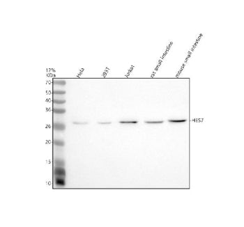 Western blot analysis of HES7 using anti-HES7 antibody. Electrophoresis was performed on a 12% SDS-P