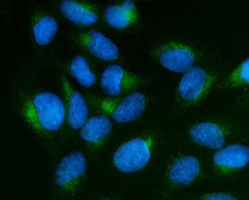 Immunofluorescent staining of FFPE human U-2 OS cells with Stathmin 2 antibody (green) and DAPI nucl