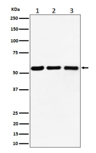 Western blot analysis of PRPF4 expression in (1) human Raji cell lysate; (2) mouse RAW264.7 cell lys