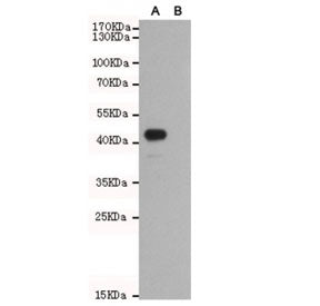 WNT5B Antibody