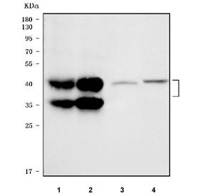 Western blot testing of 1) human HCCT, 2) human HCCP, 3) rat liver and 4) mouse liver tissue lysate