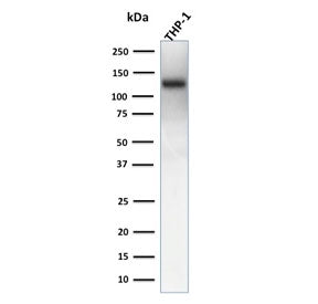 Western blot testing of human THP-1 cell lysate with recombinant CD31 antibody (clone rC31.3). Expec