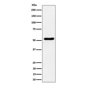 Western blot testing of human Jurkat cell lysate with GPRC5B antibody. Predicted molecular weight ~4