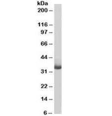 Western blot testing of human Daudi lysate with biotinylated CD20 antibody at 0.3ug/ml. Predicted mo