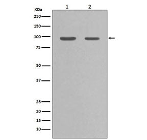 Western blot testing of 1) rat PC-12 and 2) human HeLa cell lysate with HSP90 alpha antibody. Predic