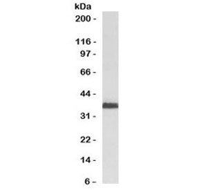 Western blot testing of human HeLa cell lysate with RAD51 antibody (clone RALPA-1). Expected molecul