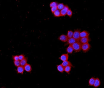 MPP1 Antibody