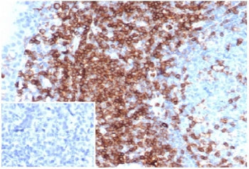 CD43 Antibody