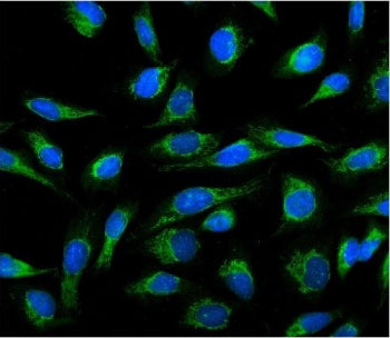 Immunofluorescent staining of FFPE human U-2 OS cells with Cyclophilin B antibody (green) and DAPI n