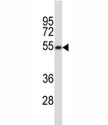 MAVS antibody western blot analysis in HeLa lysate. Predicted molecular weight: 51-54 kDa (cleaved),