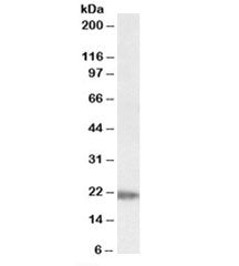 Western blot testing of human liver lysate with IMP3 antibody at 0.05ug/ml. Predicted molecular weig