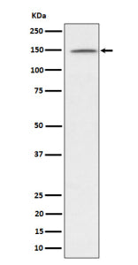 Western blot analysis of phospho-Phospholipase C gamma 1/PLC-gamma-1 (Y1253) expression in Jurkat tr