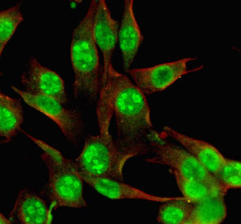 Immunofluorescent staining of MYBBP1A using anti-MYBBP1A antibody (green) and anti-Beta Tubulin anti