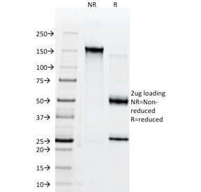 SDS-PAGE analysis of purified, BSA-free CD38 antibody (clone AT1) as confirmation of integrity and p