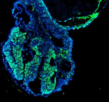 Immunofluorescent staining of FFPE zebrafish embryo tissue with Zebrafish Nova1 antibody (green) and