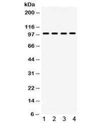 MAPK6 Antibody