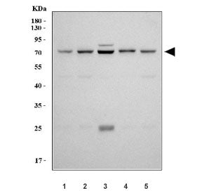 Western blot testing of human 1) Jurkat, 2) HeLa, 3) HepG2, 4) A549 and 5) U-87 MG cell lysate with