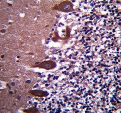 TLE6 antibody immunohistochemistry analysis in formalin fixed and paraffin embedded human cerebellum