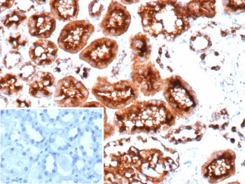 CD10 Antibody / Neprilysin