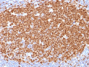 MCM7 Antibody