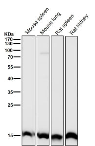 All lanes use the Histone H3 (tri methyl K27) antibody at 1:1K dilution for 1 hour at room temperatu