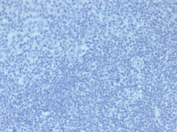 Mouse IgG2a Isotype Control Antibody