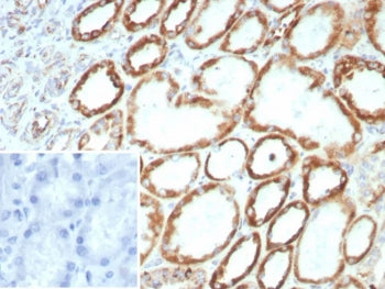 IHC staining of FFPE human kidney tissue with FGF23 antibody (clone FGF23/8939). Inset: PBS used in