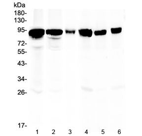 Western blot testing of 1) rat stomach, 2) rat lung, 3) rat NRK cells, 4) mouse heart, 5) mouse inte