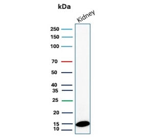 Western blot testing of human kidney tissue lysate with FABP1 antibody (clone FABP1/4518). Predicted