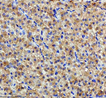 IHC staining of FFPE zebrafish liver tissue with Hspa5 antibody, HRP-labeled secondary and DAB subst
