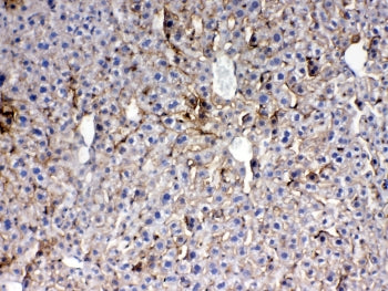 IHC testing of FFPE mouse liver tissue with Thrombopoietin antibody at 1ug/ml. Required HIER: steam