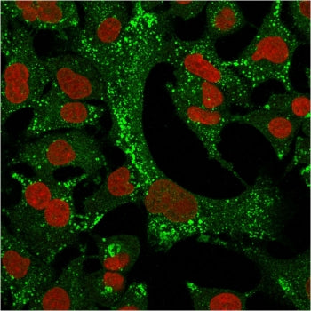 Immunofluorescent staining of permeabilized human A549 cells with Cytokeratin 4 antibody (clone KRT4