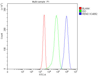 Flow Cytometry analysis of Jurkat cells using anti-REM2 antibody. Overlay histogram showing Jurkat c